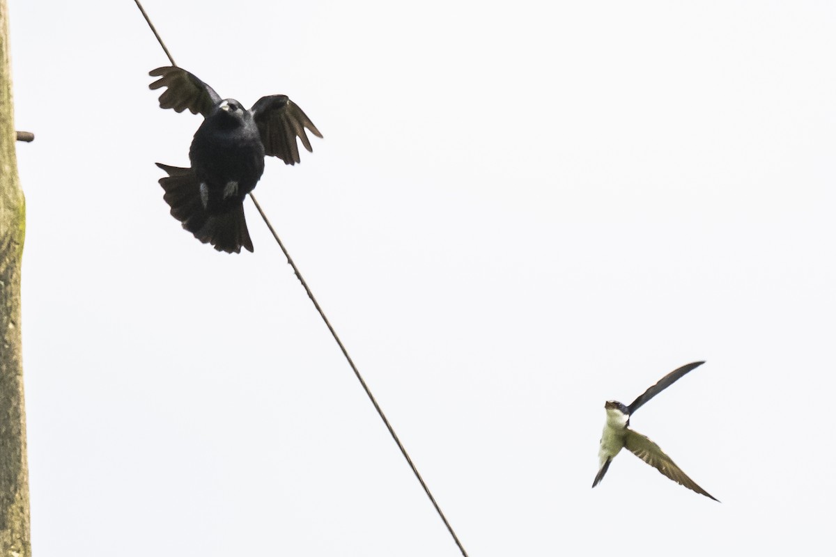 Chopi Blackbird - Amed Hernández