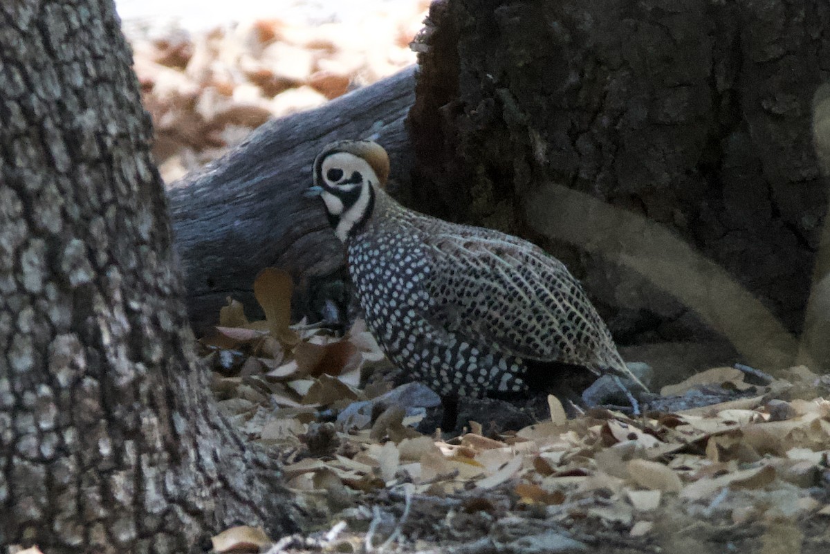 Montezuma Quail - Neil Pankey