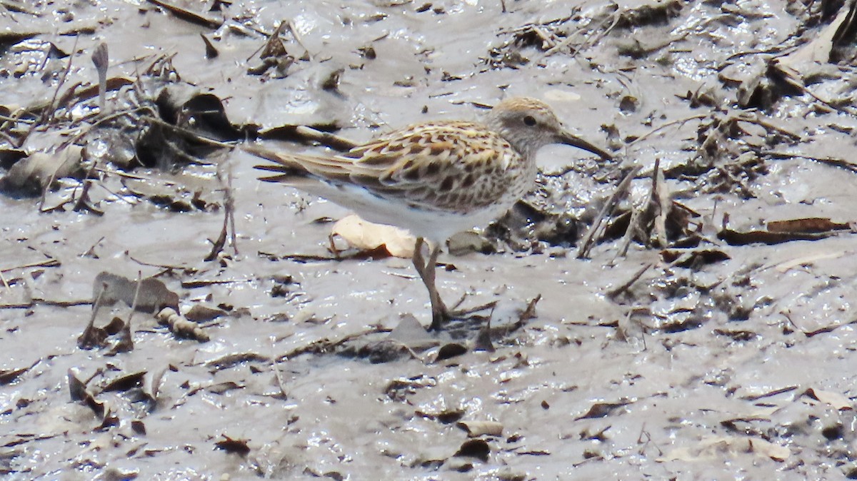 White-rumped Sandpiper - Merri R