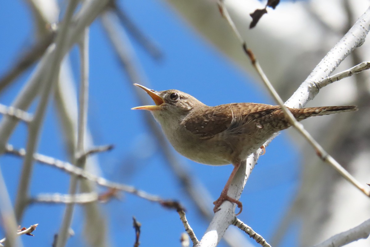 House Wren (Northern) - ML619097745