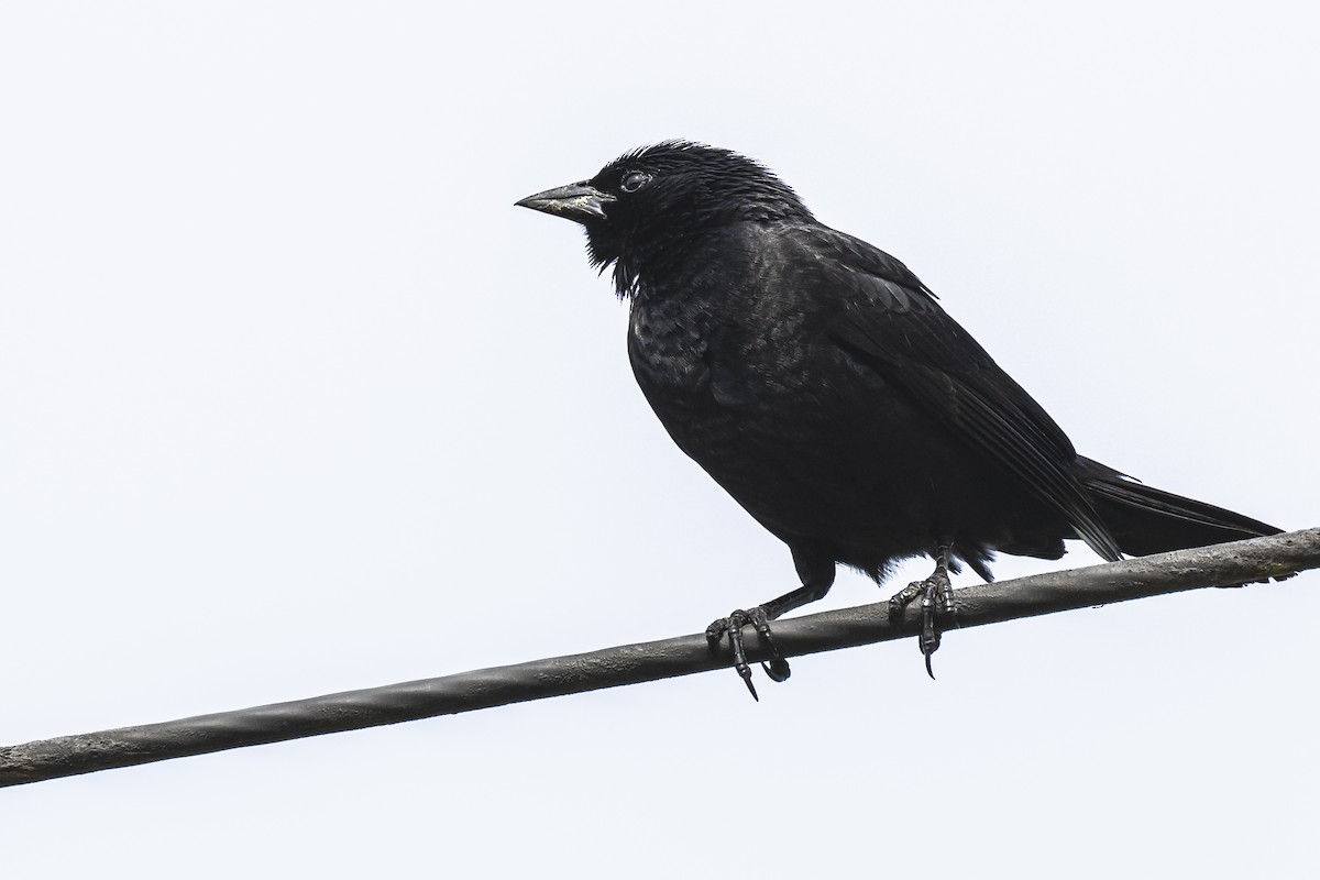 Chopi Blackbird - Amed Hernández