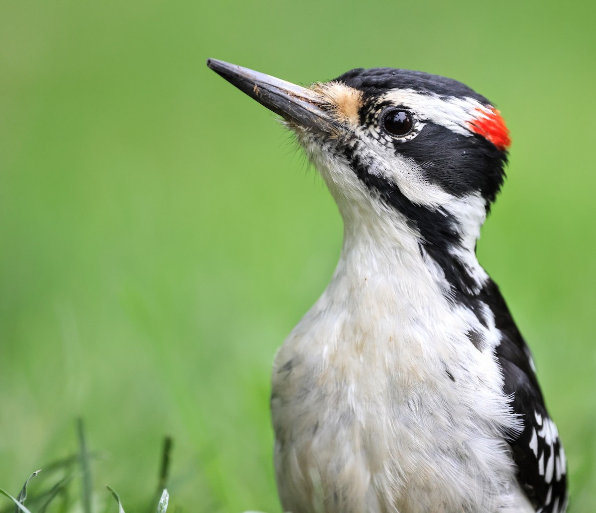 Hairy Woodpecker - James Tornetta