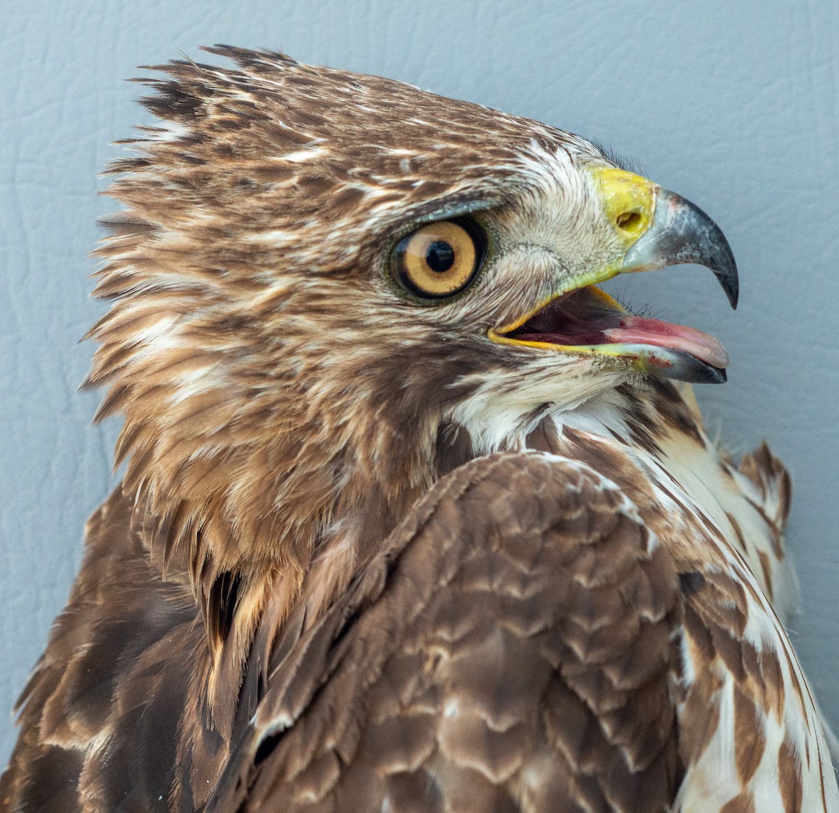 Red-tailed Hawk (abieticola) - Nick Alioto