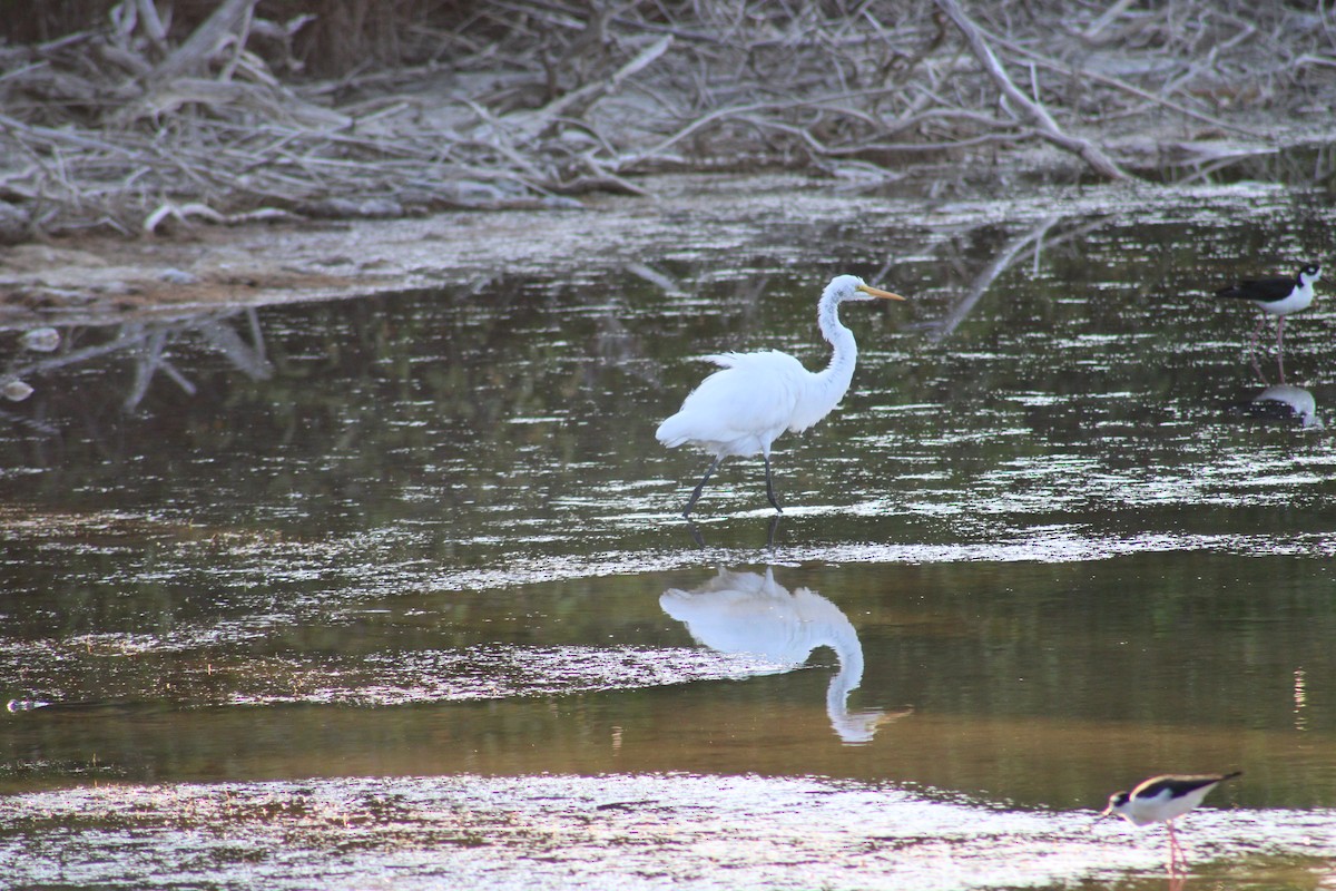 Great Egret - Janet Storr