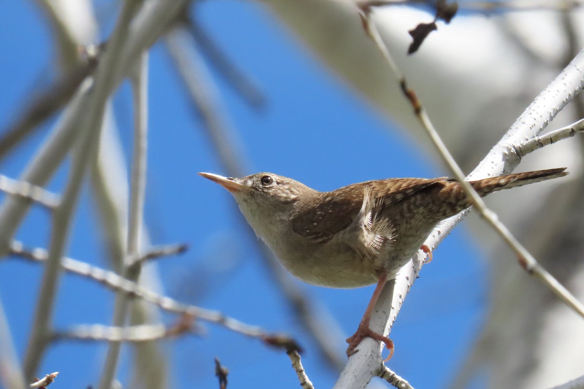 House Wren (Northern) - ML619097801