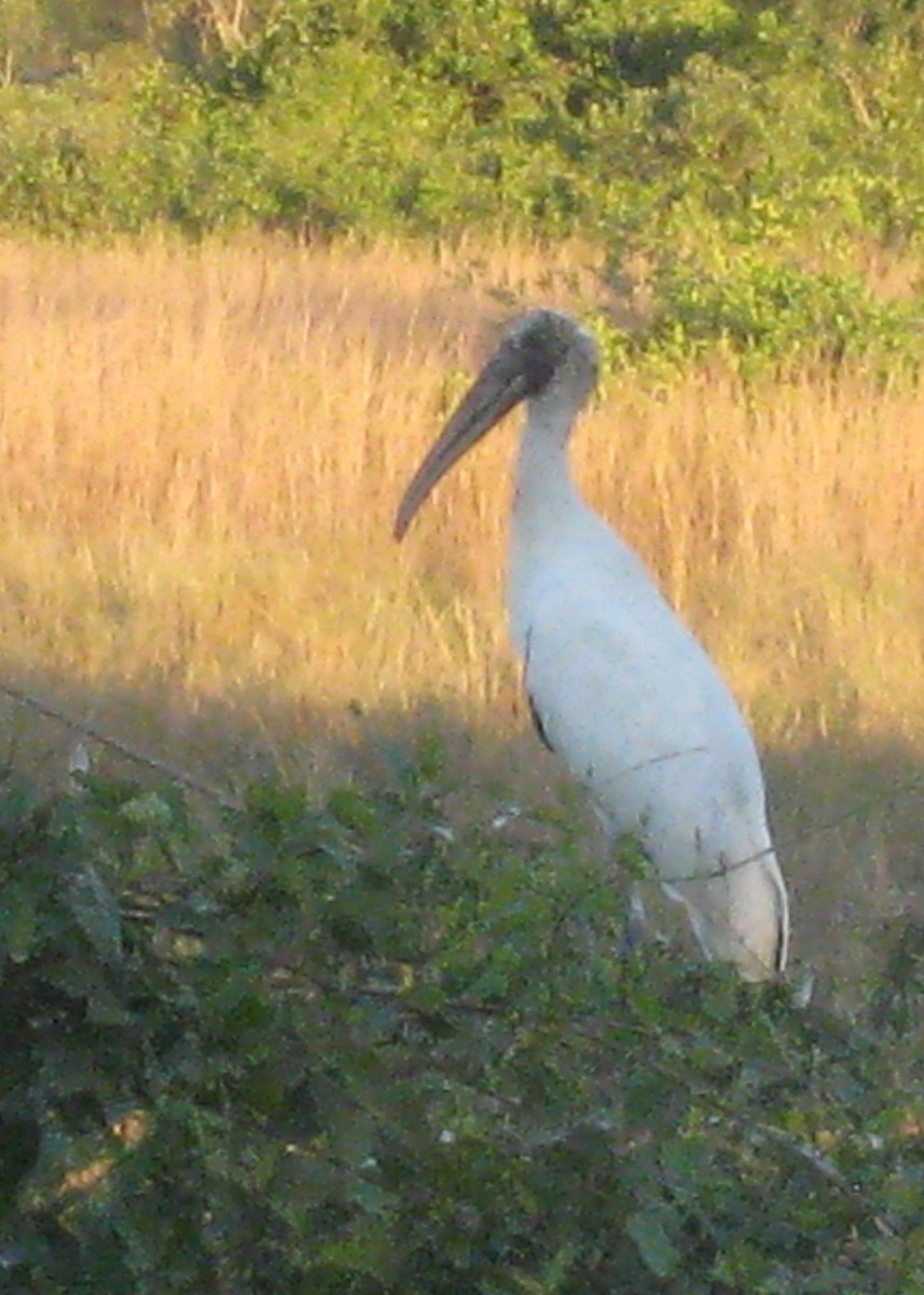 Wood Stork - Tim Harrop