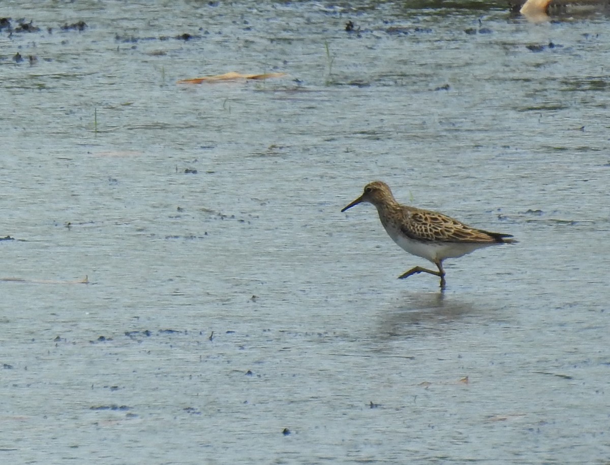 Graubrust-Strandläufer - ML619097808