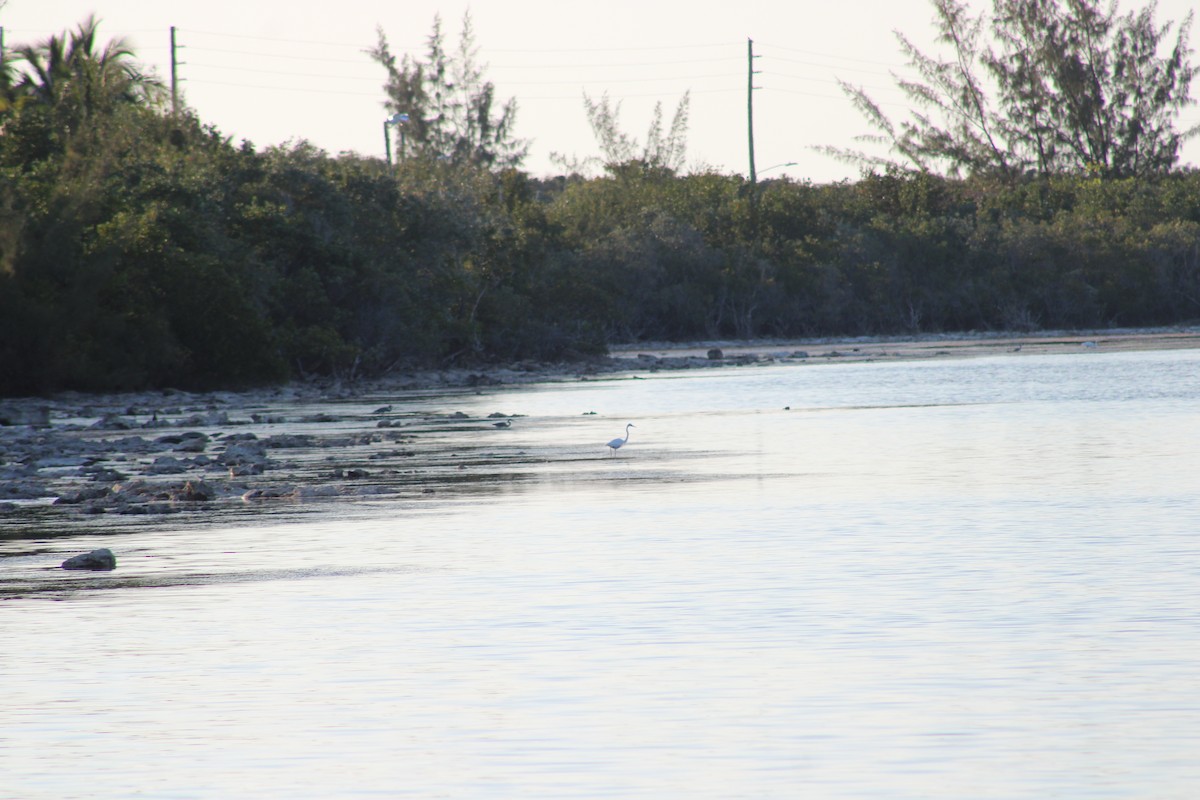 Great Egret - Janet Storr