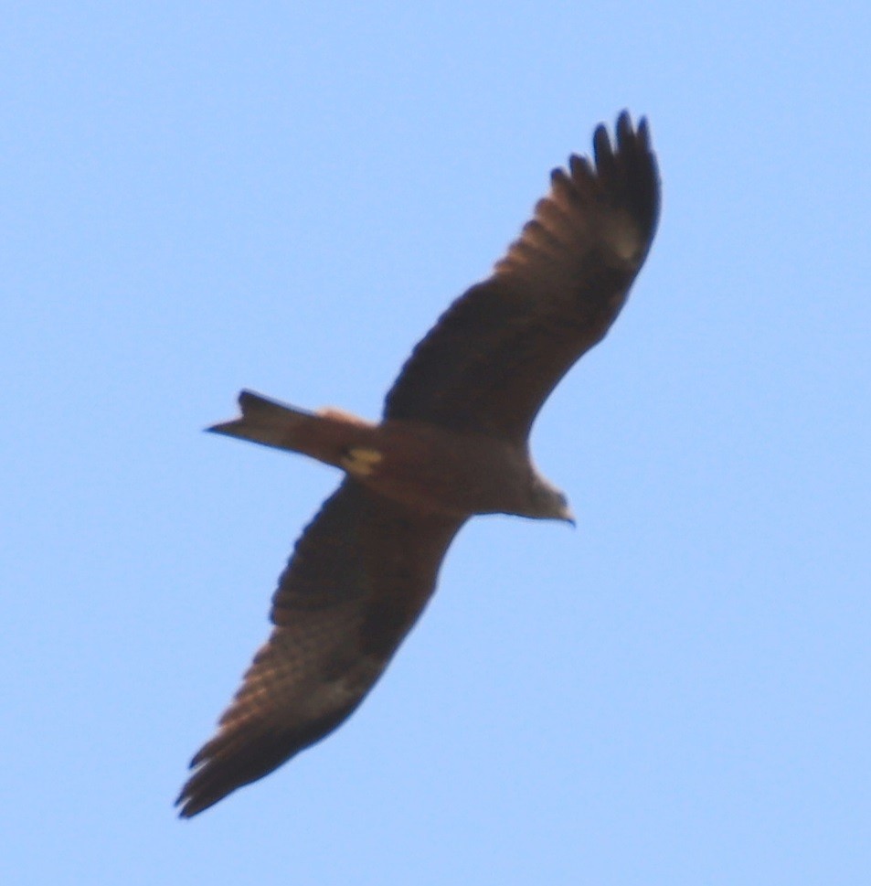 Black Kite - Edmund Bell