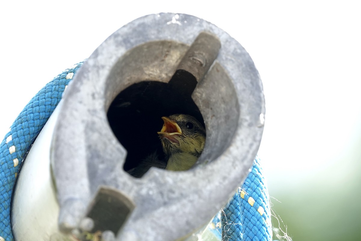 Eurasian Blue Tit - Karin Karmann