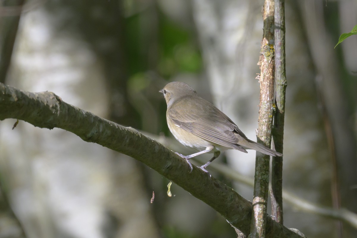 Garden Warbler - Sonu Lukose