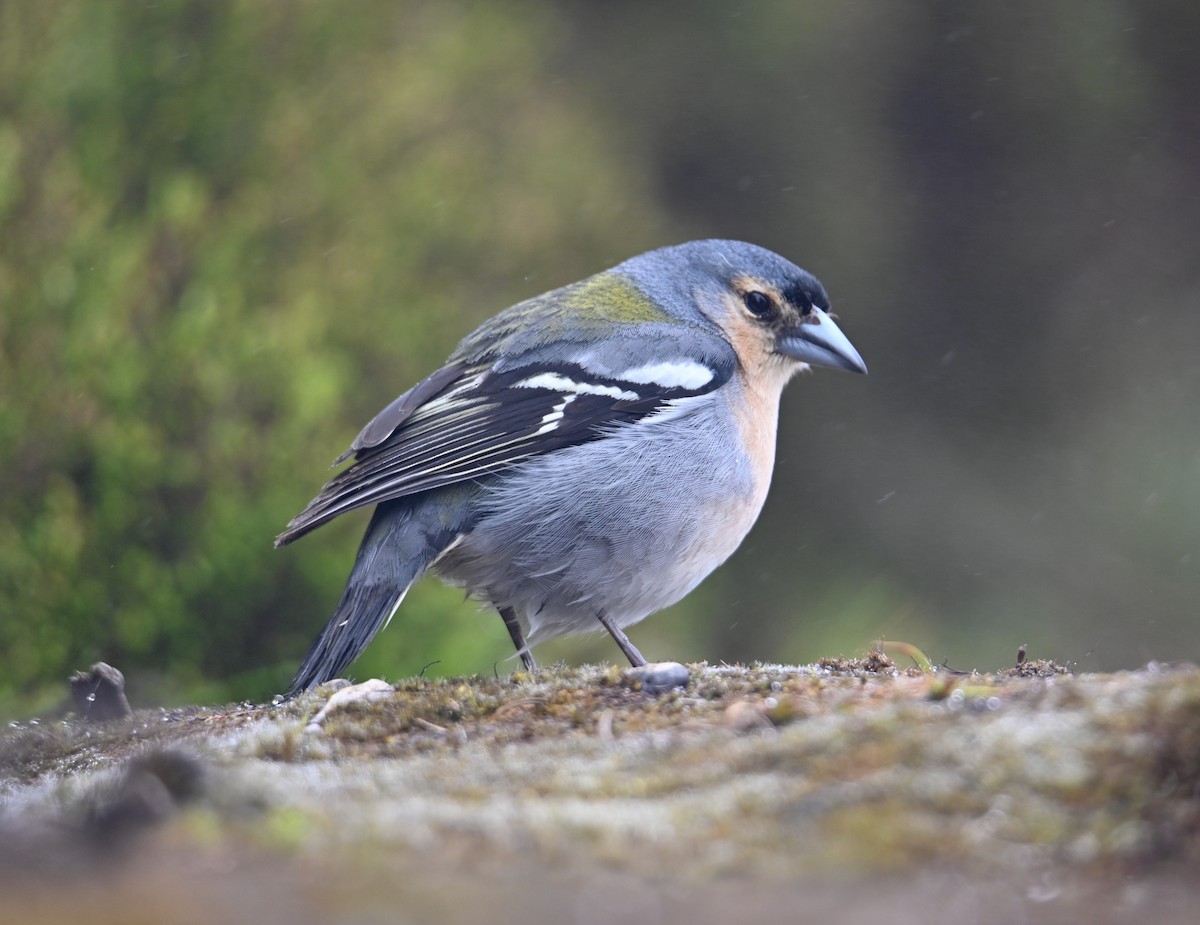 Azores Chaffinch - Jake Shorty