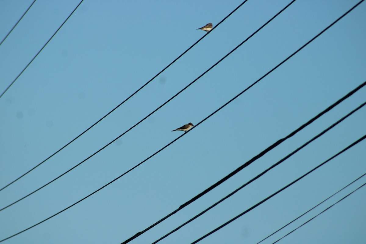 Gray Kingbird - Janet Storr