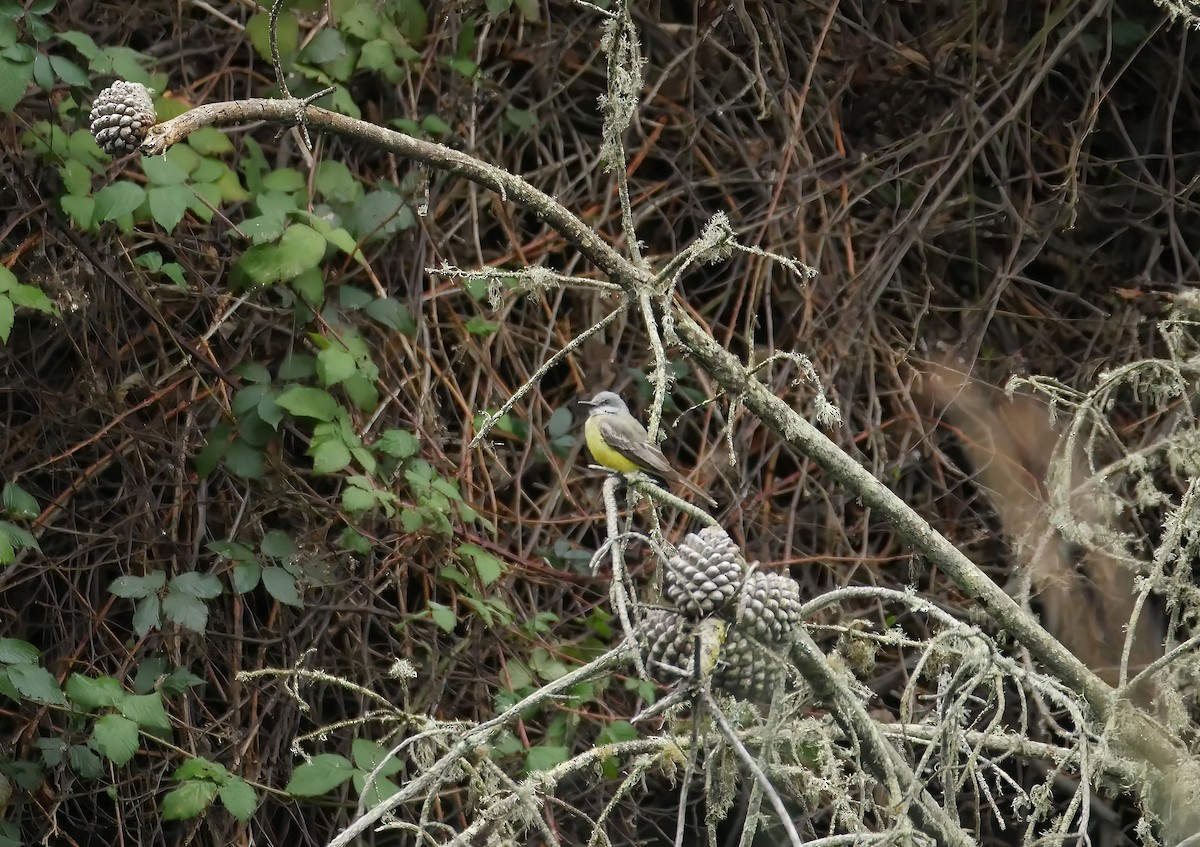 Tropical Kingbird - Steve Young