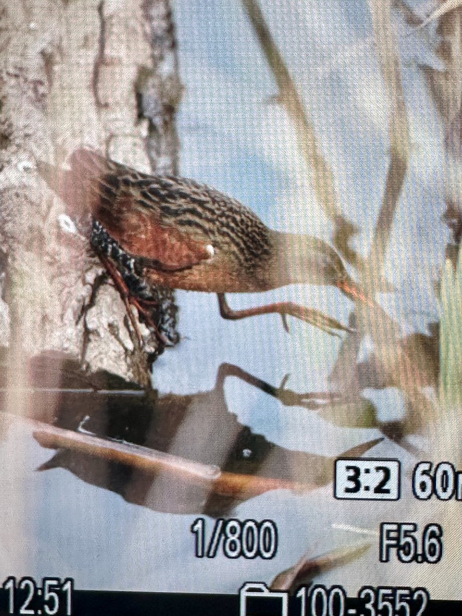 Virginia Rail - ML619097917