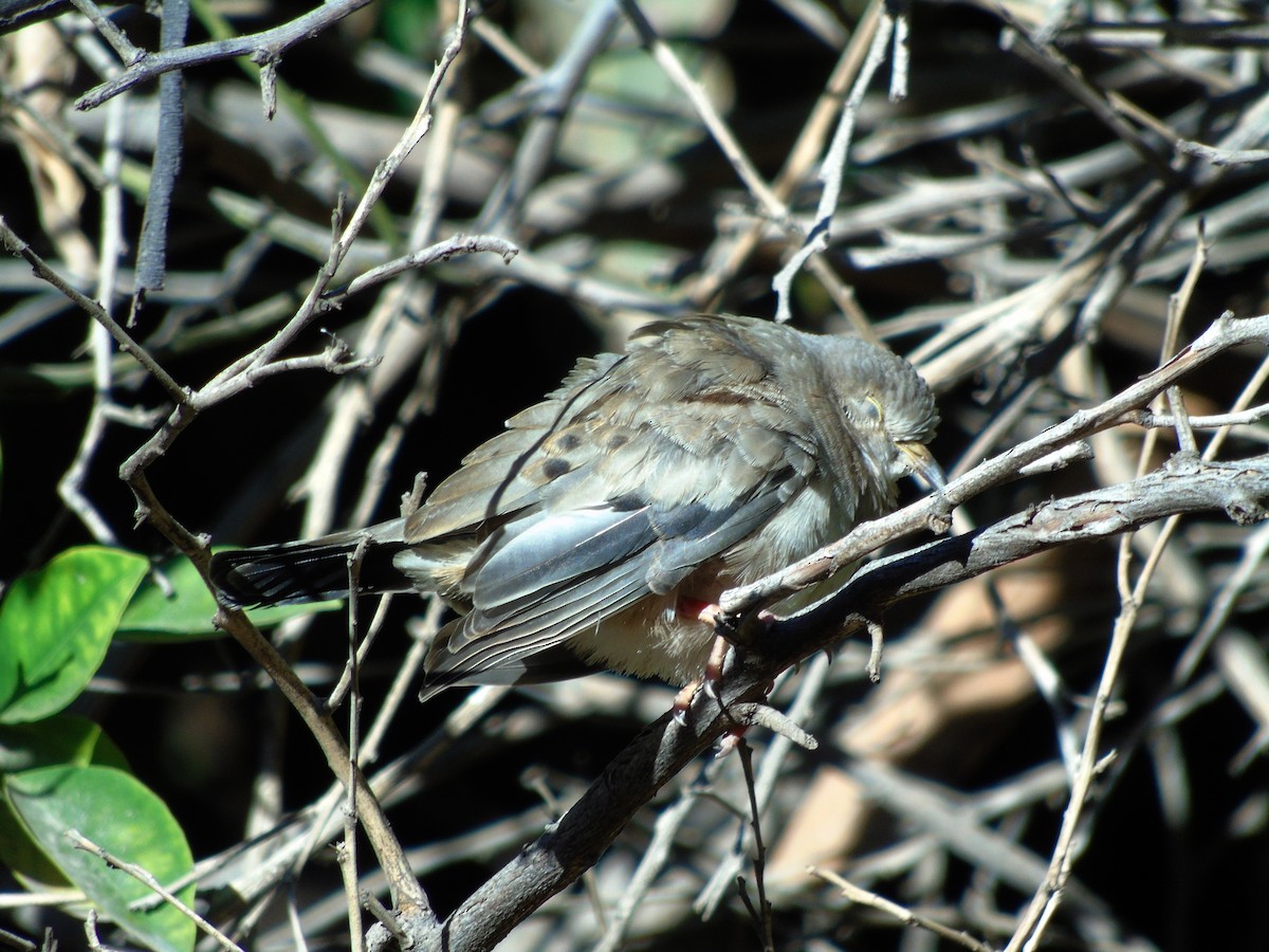 Croaking Ground Dove - Daniel Martinez Piña