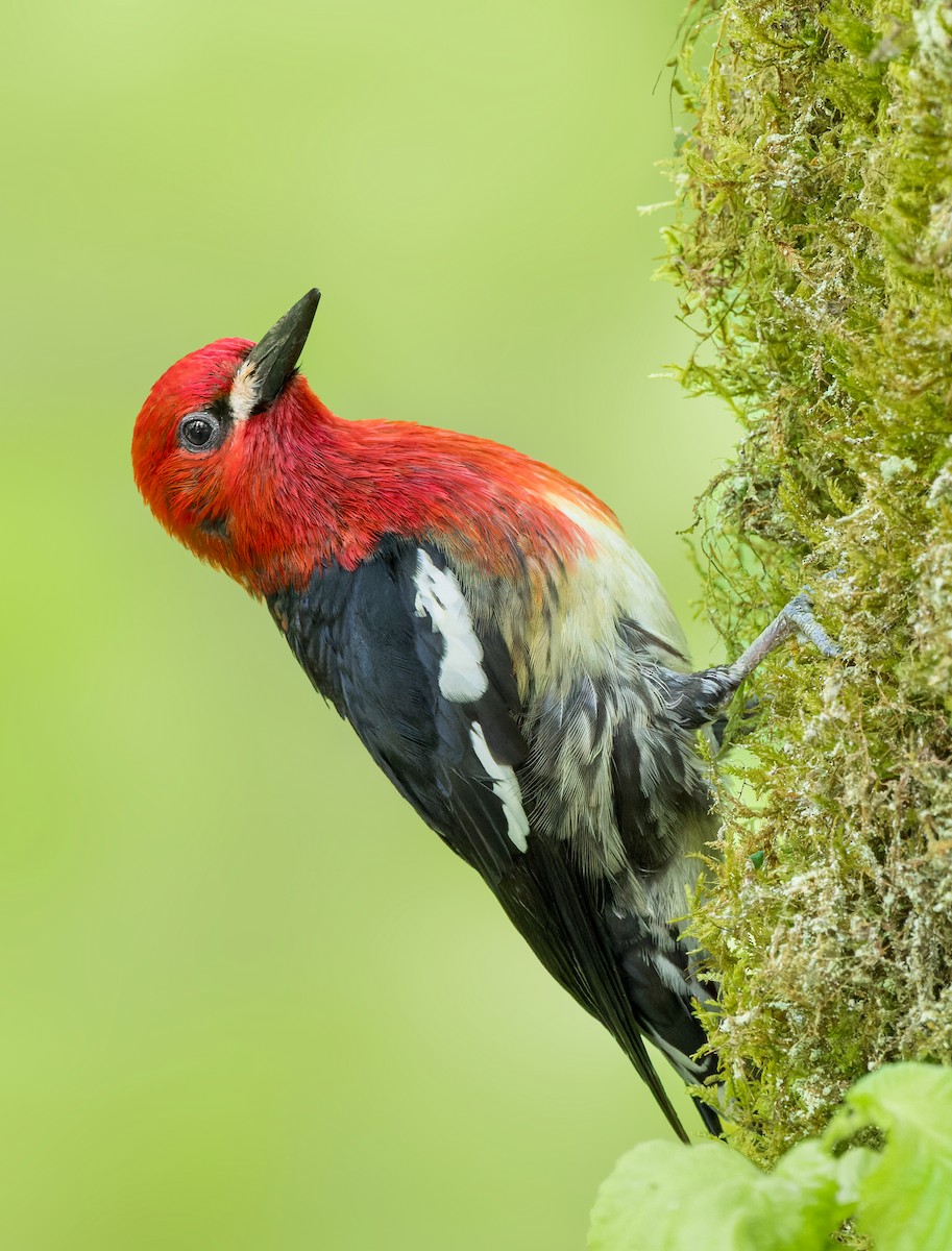 Red-breasted Sapsucker - Vasura Jayaweera
