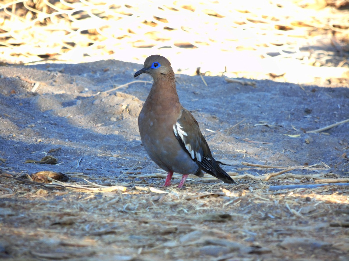 West Peruvian Dove - ML619097927