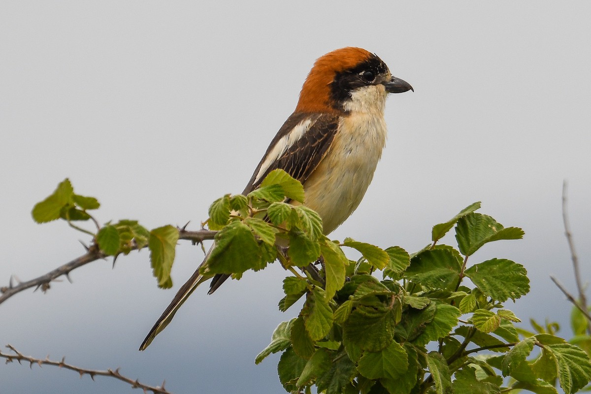 Woodchat Shrike - Bill Asteriades