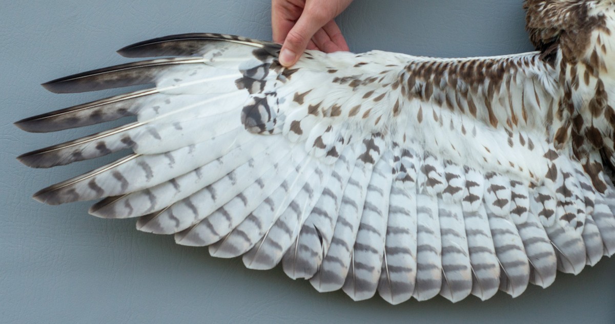 Red-tailed Hawk (abieticola) - Nick Alioto