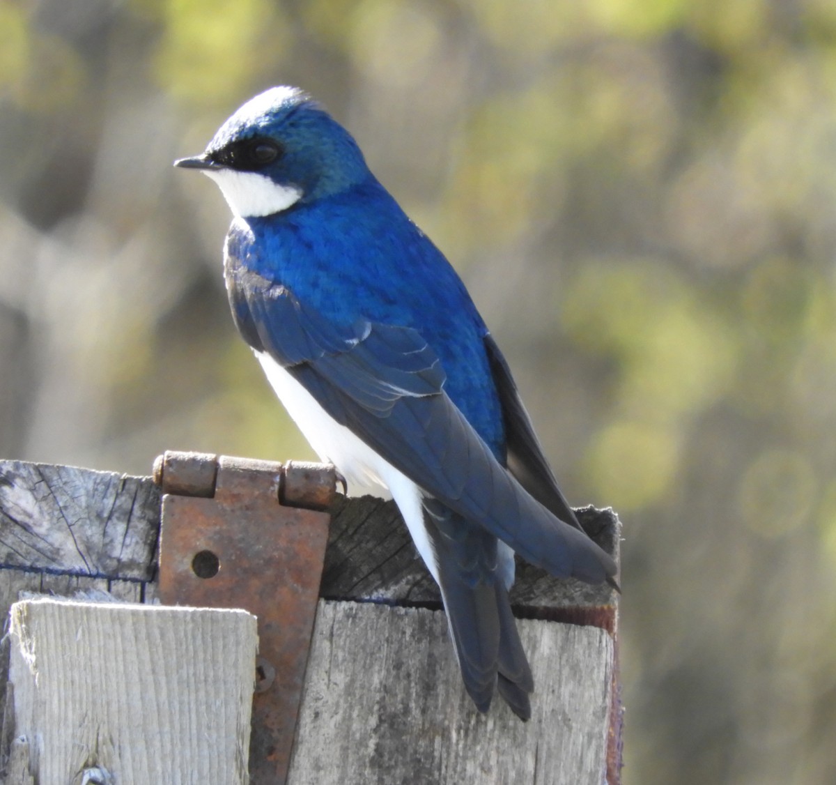 Tree Swallow - Kathleen Spicer