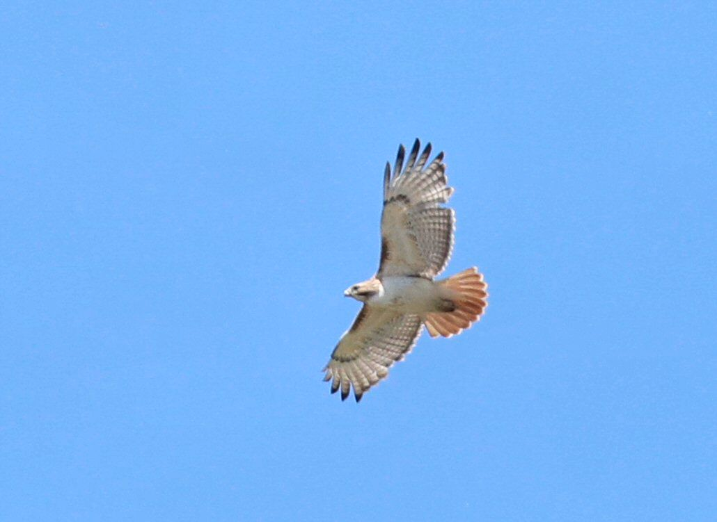 Red-tailed Hawk - Grace Green