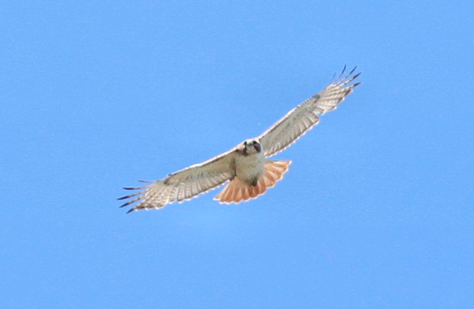 Red-tailed Hawk - Grace Green