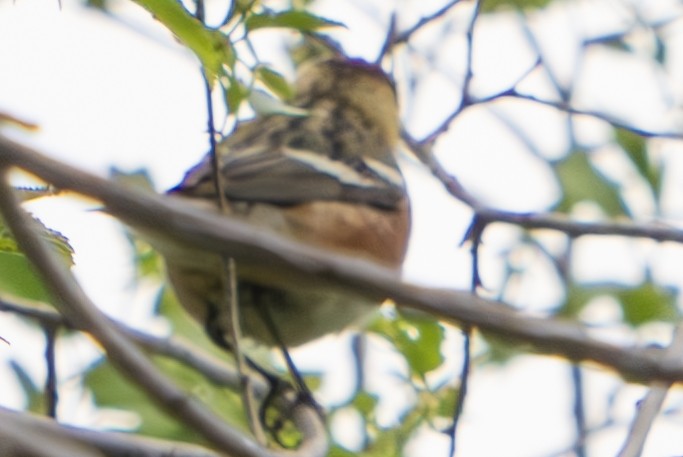 Bay-breasted Warbler - John Salisbury
