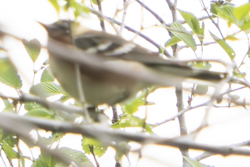 Bay-breasted Warbler - John Salisbury