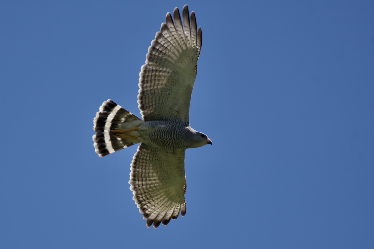 Gray Hawk - Neil Pankey