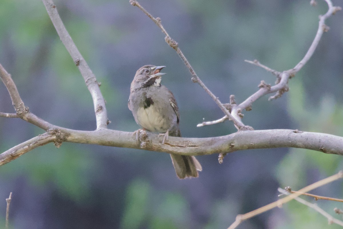 Five-striped Sparrow - Neil Pankey