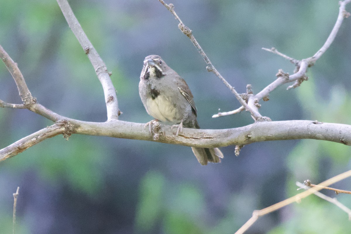 Five-striped Sparrow - Neil Pankey