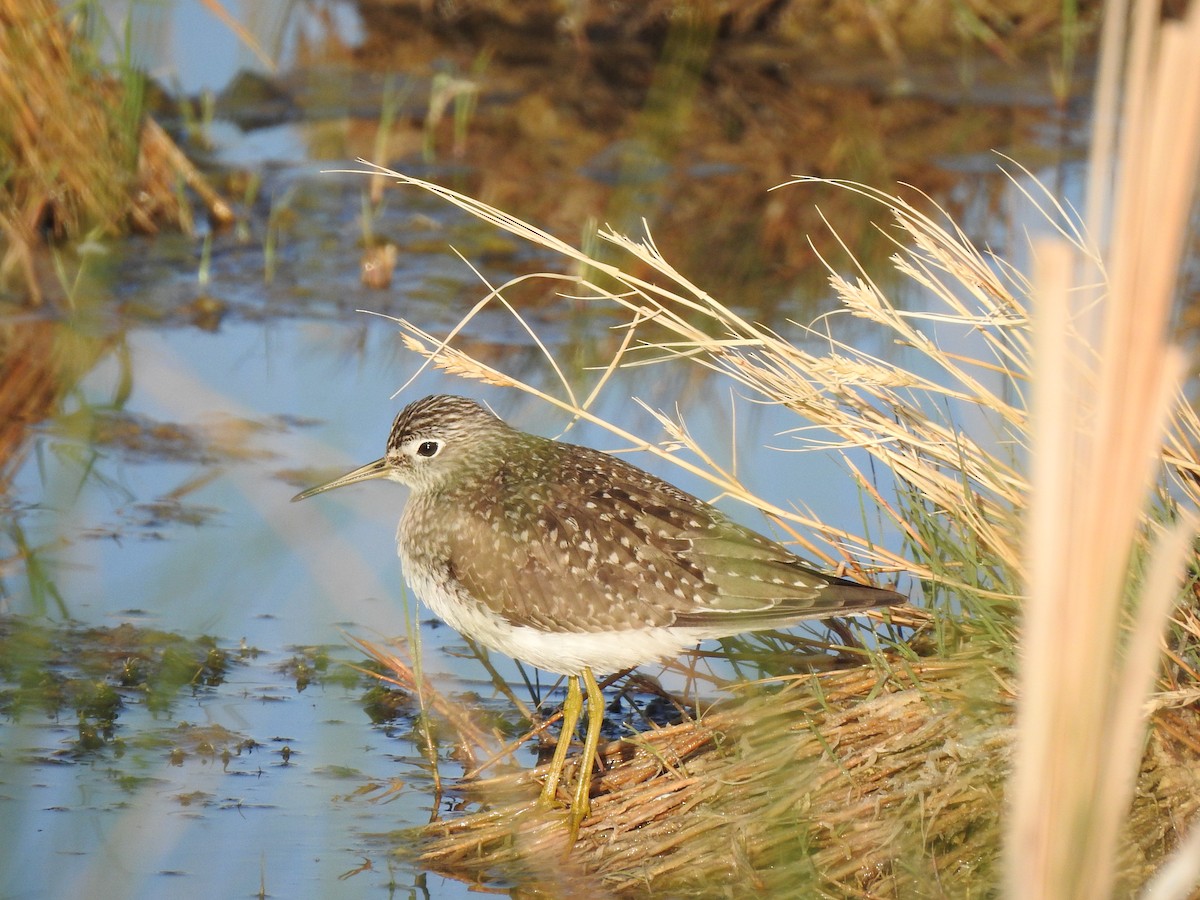 Solitary Sandpiper - ML619098081