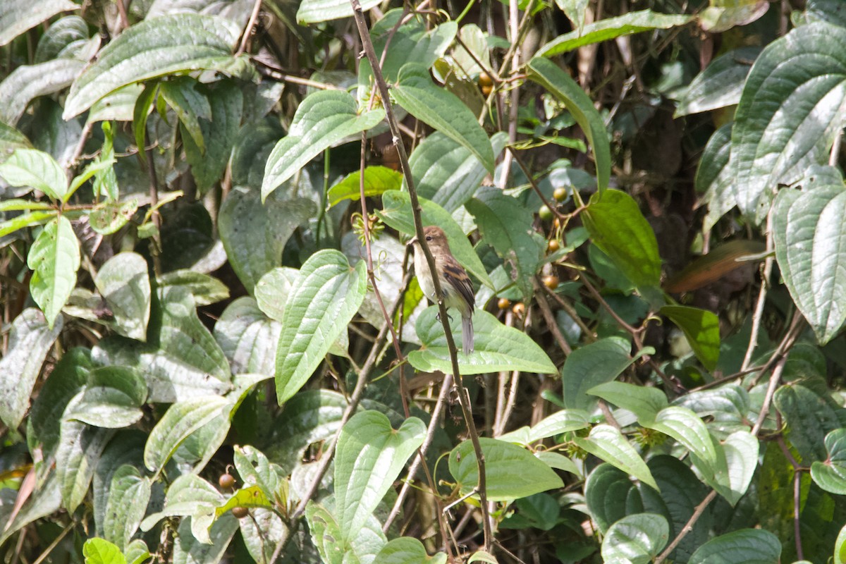 Bran-colored Flycatcher - Hector Orlando Valero