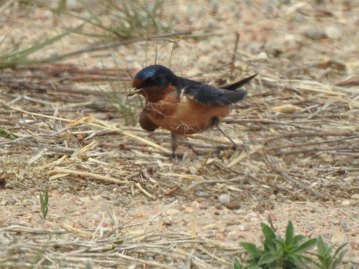 Barn Swallow - T B