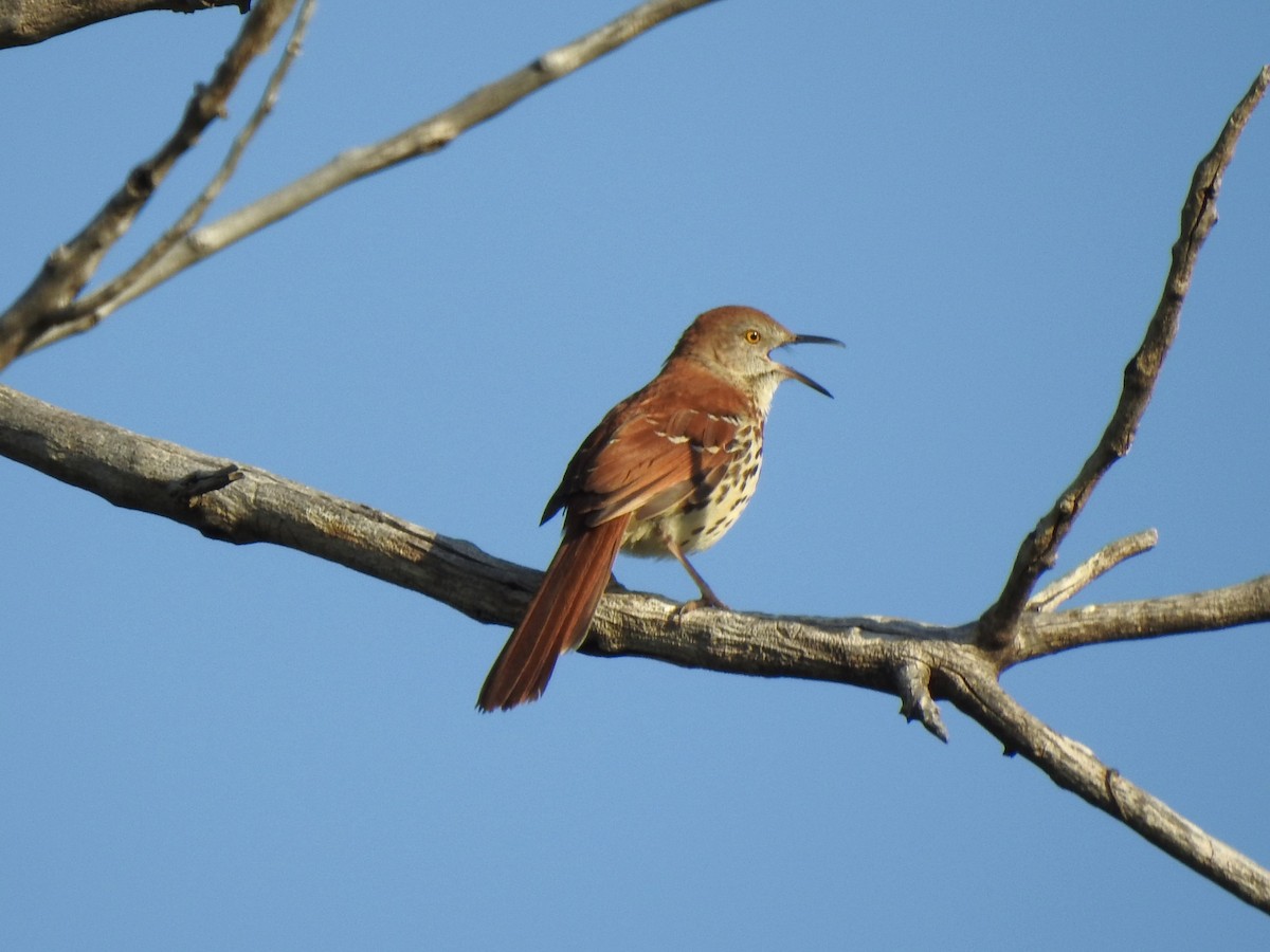 Brown Thrasher - ML619098095