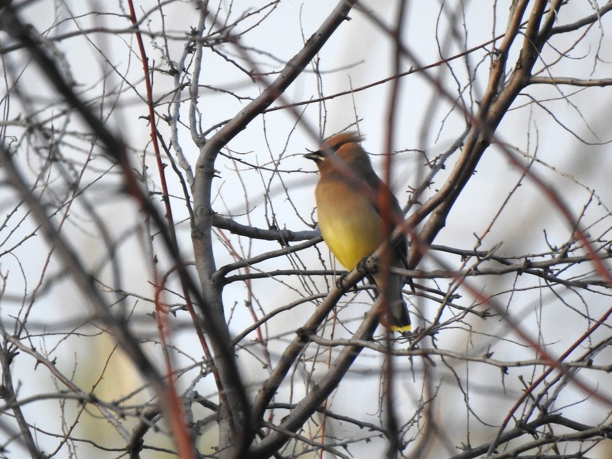 Cedar Waxwing - ML619098099