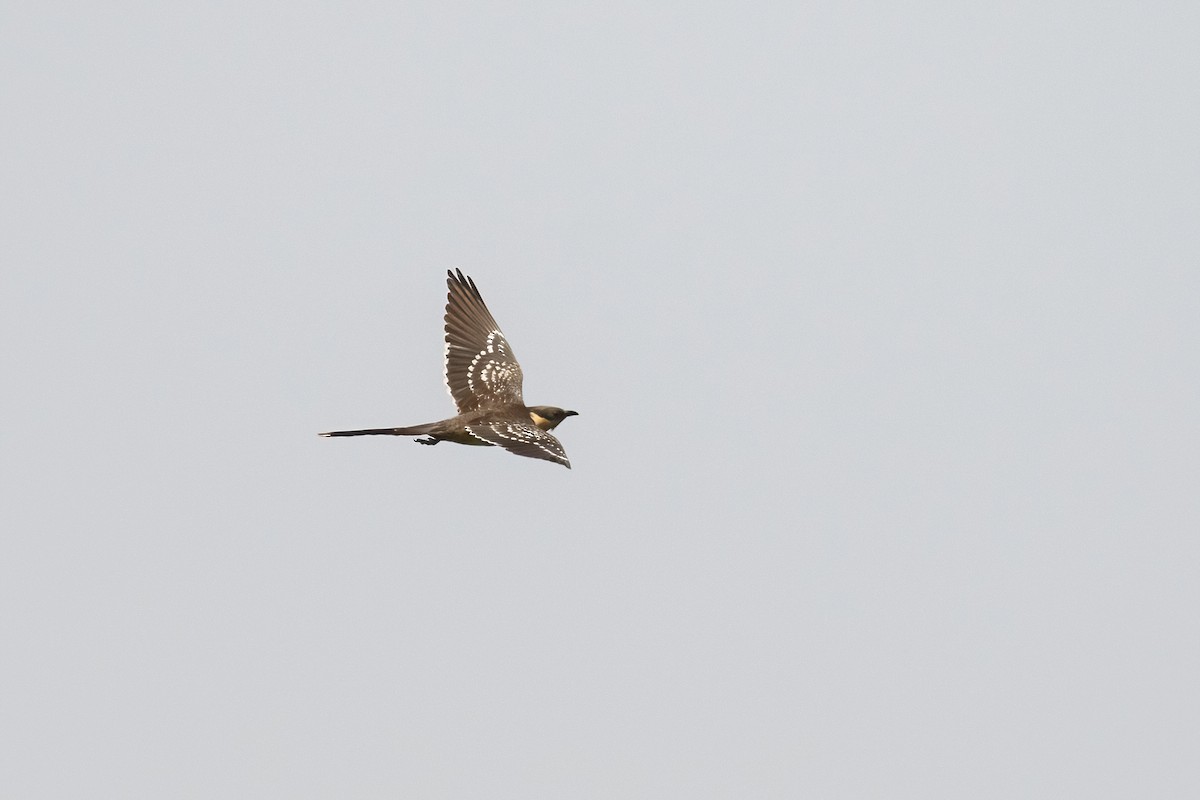 Great Spotted Cuckoo - Sayam U. Chowdhury