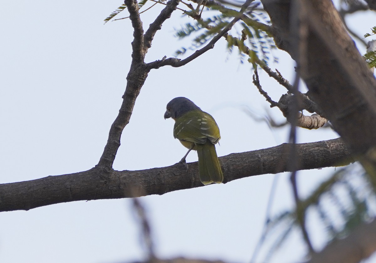 Gray-headed Bushshrike - Javier Train Garcia