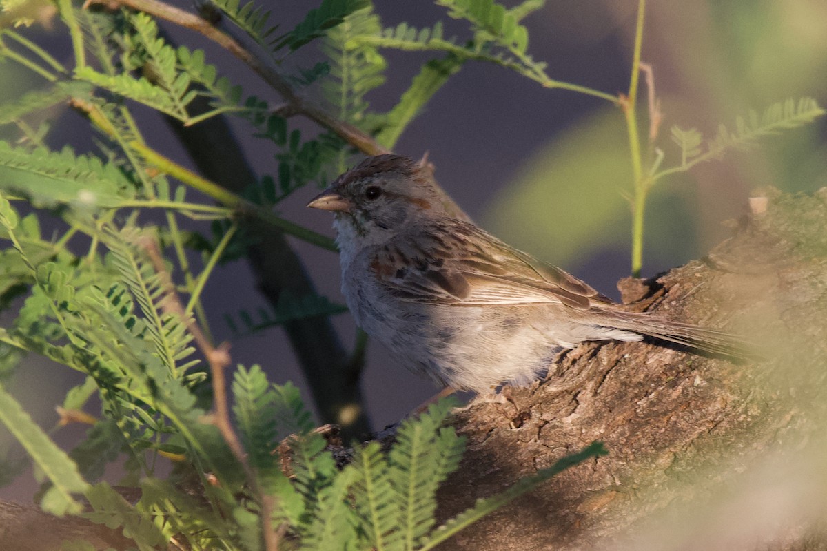 Rufous-winged Sparrow - Neil Pankey