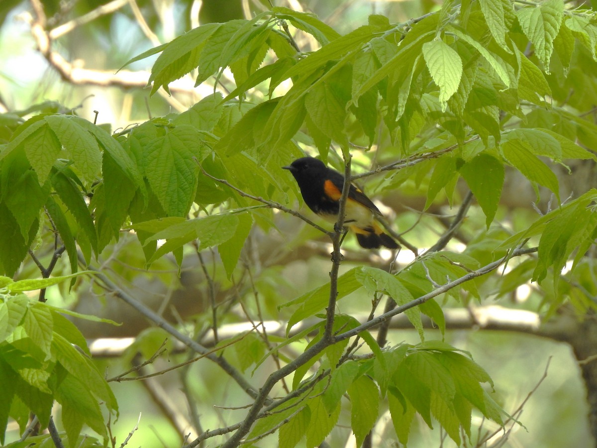 American Redstart - ML619098115