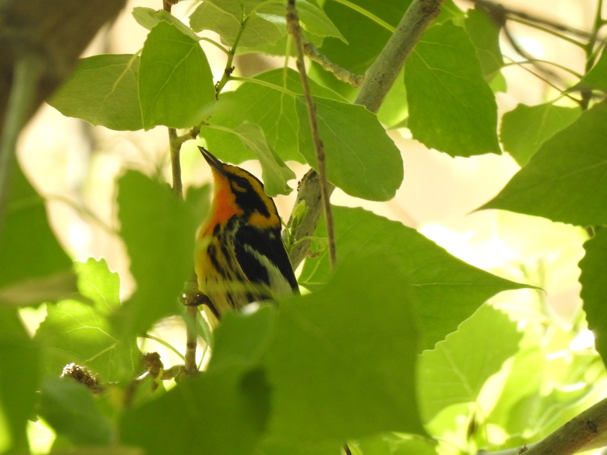 Blackburnian Warbler - ML619098120