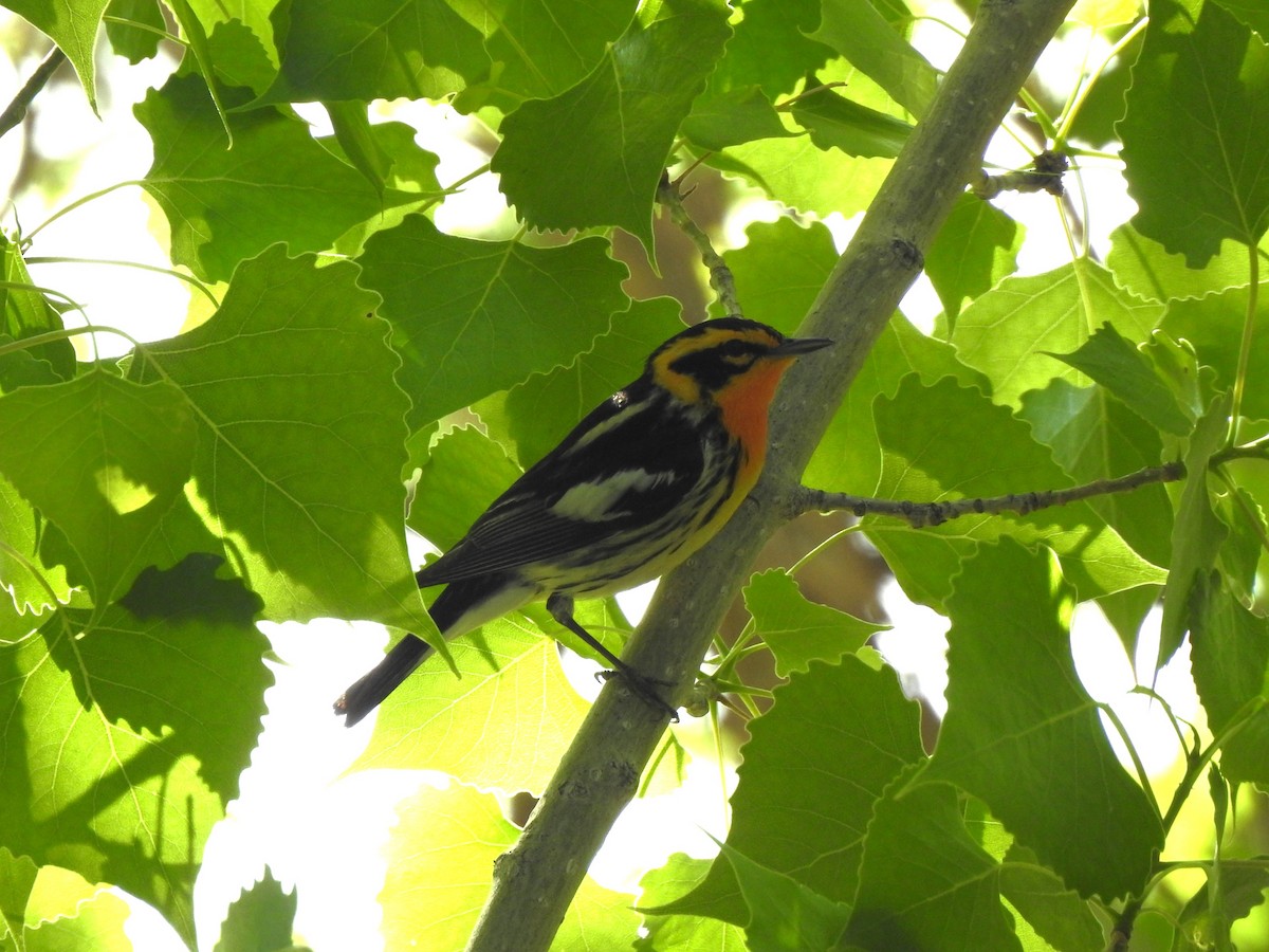 Blackburnian Warbler - ML619098124