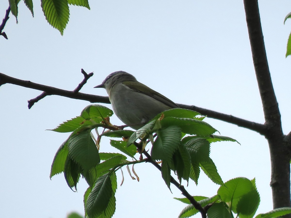 Tennessee Warbler - Jim Mead