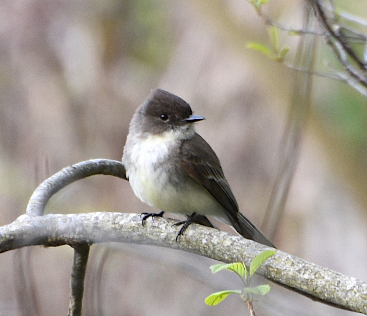 Eastern Phoebe - Zachary Peters