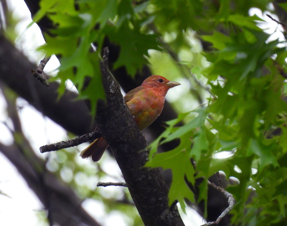 Summer Tanager - Brian Tinker