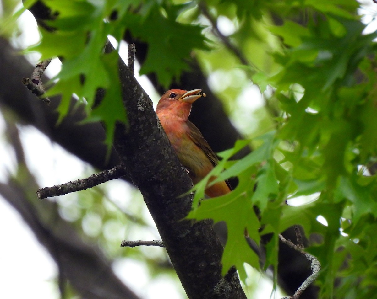 Summer Tanager - Brian Tinker