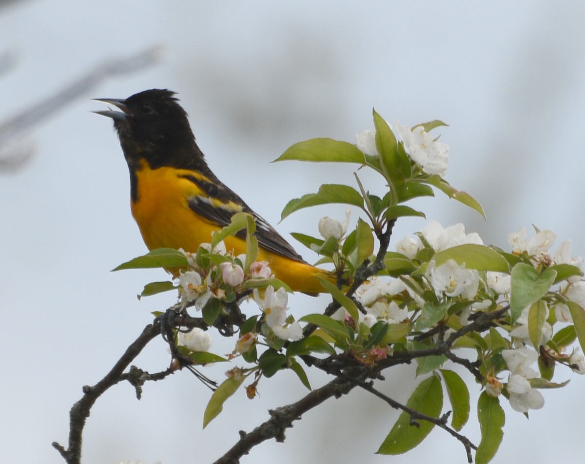 Baltimore Oriole - Zachary Peters