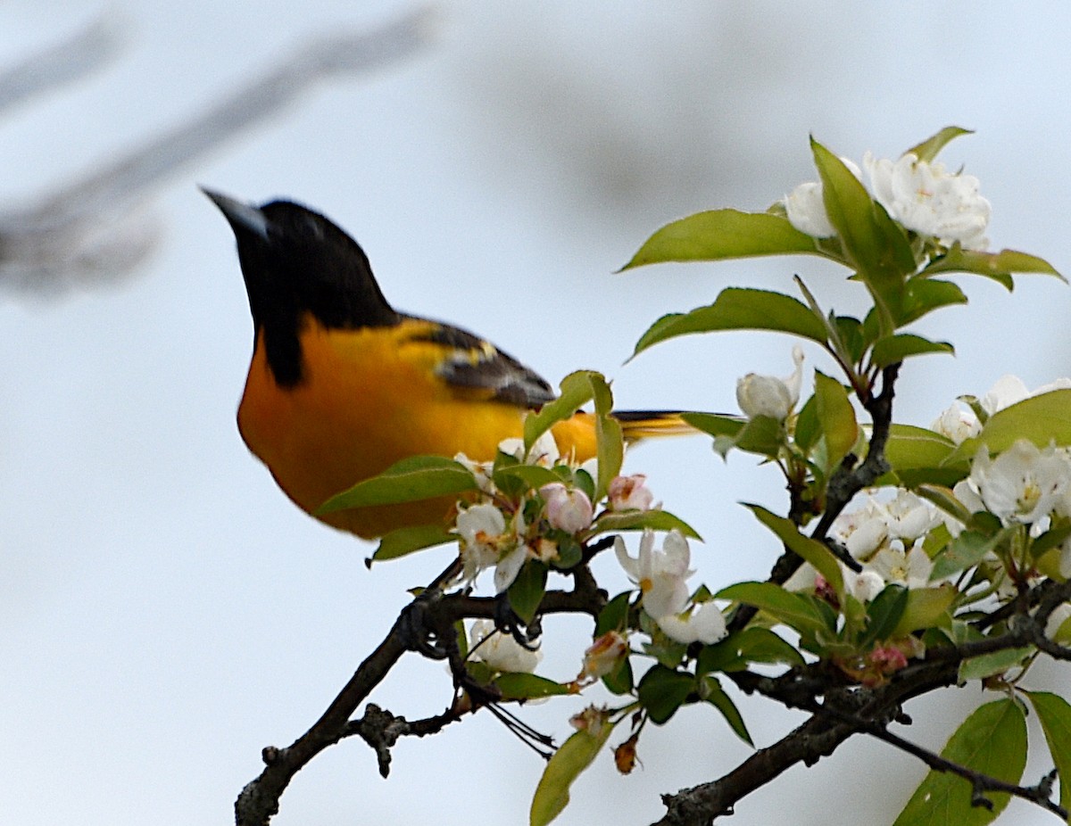 Baltimore Oriole - Zachary Peters