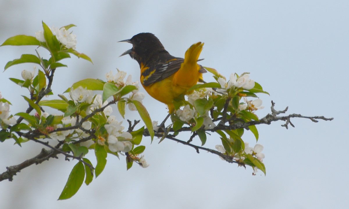 Baltimore Oriole - ML619098207